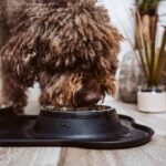 Czym karmić psa shih tzu, aby cieszył się zdrowiem?