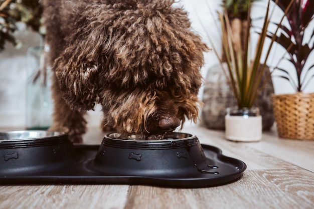 Czym karmić psa shih tzu, aby cieszył się zdrowiem?