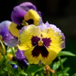 Bratek kiedy kwitnie i jak długo można cieszyć się jego kwiatami?