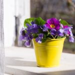 Bratki w doniczce jaka ziemia sprawdzi się najlepiej?