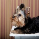 Co je mały york i jak dbać o jego dietę?