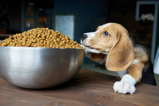 Ile gram karmy dla szczeniaka beagle będzie odpowiednie?