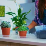 Jak hodować miętę w doniczce, by cieszyć się świeżym aromatem w domu?