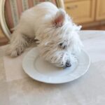 Jak karmić 7 tygodniowego shih tzu, by wspierać jego zdrowy rozwój?