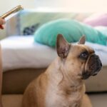 Jak karmić szczeniaka buldoga francuskiego, by wspierać jego prawidłowy rozwój?