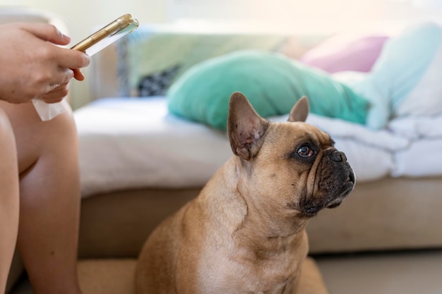 Jak karmić szczeniaka buldoga francuskiego, by wspierać jego prawidłowy rozwój?